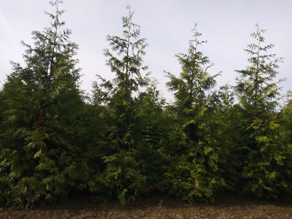 Green Giant Arborvitae ready for planting this season