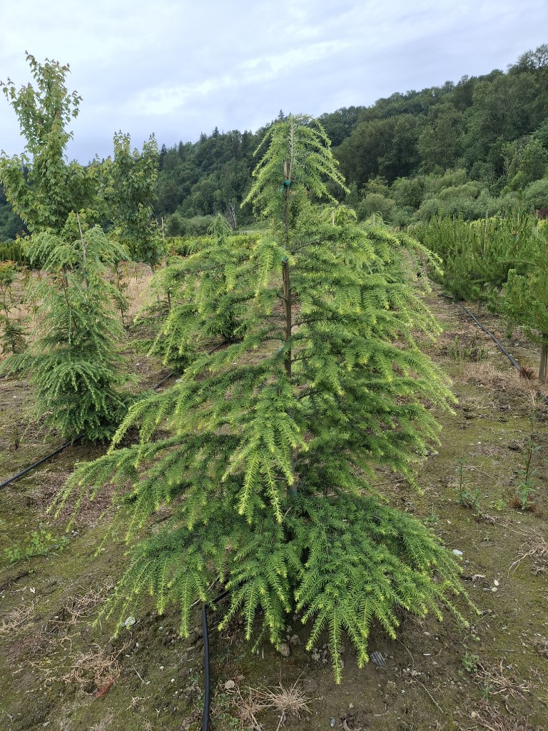 Western Hemlock at the farm